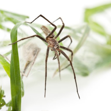 çocuk odası web örümcek, beyaz arka plan önünde yuvadaki spiderling ile pisaura mirabillis