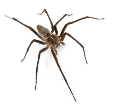Nursery web spider, Pisaura mirabillis, in front of white background clipart
