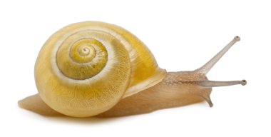 Grove snail or brown-lipped snail without dark bandings, Cepaea nemoralis, in front of white background clipart
