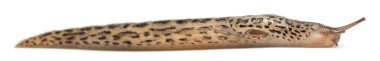 leopar slug - beyaz arka plan önünde limax maximus