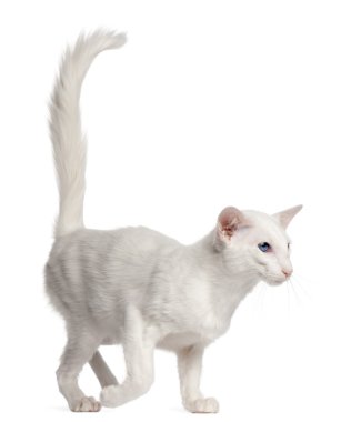 Balinese cat, 1 year old, walking in front of white background clipart