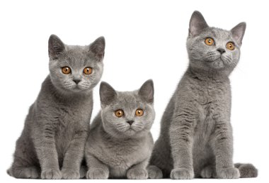 British Shorthair kittens, 3 months old, sitting in front of white background clipart