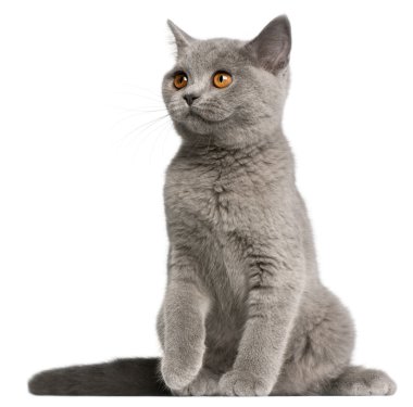 British Shorthair kitten, 3 months old, sitting in front of white background clipart