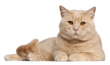 British Shorthair cats, 1 year old, lying in front of white background clipart