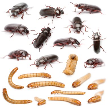 Lifecycle of a Mealworm composition, Tenebrio molitor, in front of white background clipart