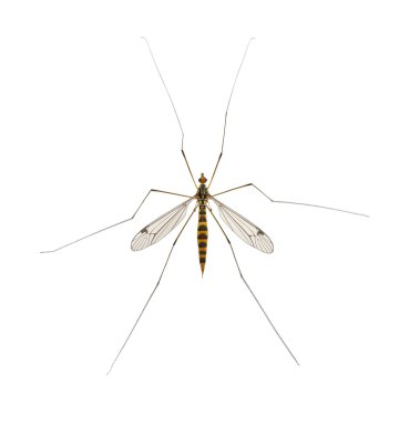 Daddy long legs, mosquito, - nephrotoma scalaris clipart