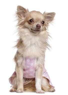 Chihuahua pembe, 11 ay yaşlı, önünde oturan arka plan beyaz.