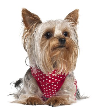 Yorkshire Terrier wearing red and white polka dots, 1 year old, lying in front of white background clipart