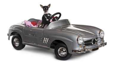 Chihuahua, 7 months old, driving convertible in front of white background clipart