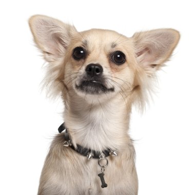 Close-up of Chihuahua, 10 months old, in front of white background clipart