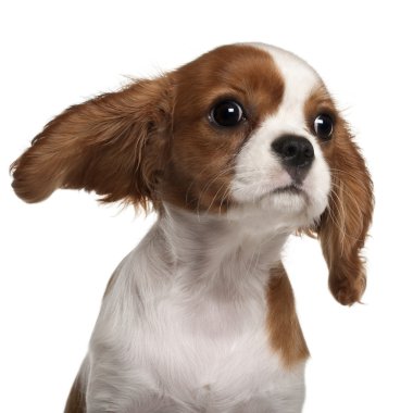 cavalier king charles spaniel köpek yavrusu, 3 ay yaşlı, beyaz arka plan yakın çekim