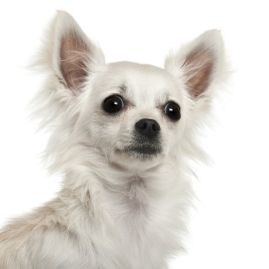 Chihuahua, 7 ay yaşlı, beyaz arka plan yakın çekim