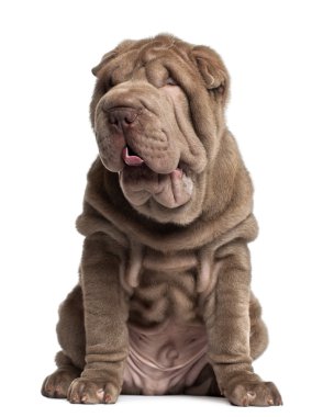 shar pei köpek yavrusu, 3 ay yaşlı, önünde oturan arka plan beyaz.