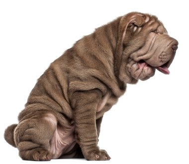 shar pei köpek yavrusu, 3 ay yaşlı, önünde oturan arka plan beyaz.