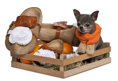 Chihuahua sitting in a Dutch farmer basket in front of white background