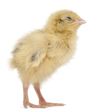 Japanese Quail, also known as Coturnix Quail, Coturnix japonica, 3 days old, in front of white background