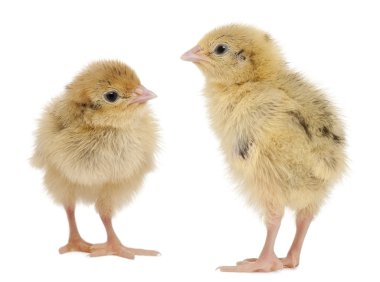 Two Japanese Quail, also known as Coturnix Quail, Coturnix japonica, 3 days old, in front of white background