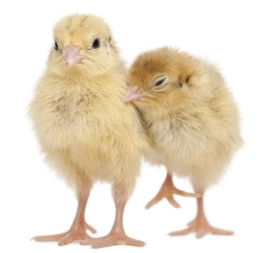 Two Japanese Quail, also known as Coturnix Quail, Coturnix japonica, 3 days old, in front of white background