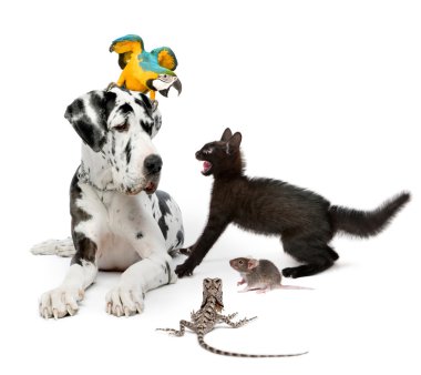 Group of pets in front of white background clipart