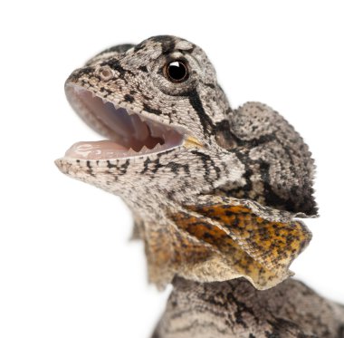 Close-up of Frill-necked lizard also known as the frilled lizard, Chlamydosaurus kingii, in front of white background clipart