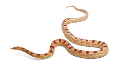 Mısır yılan veya red rat snake, beyaz arka plan önünde pantherophis guttatus okkeetee albino ters