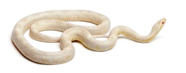 Snow Corn Snake or Red Rat Snake, Pantherophis guttatus, in front of white background clipart