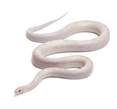 Opale Corn Snake or Red Rat Snake, Pantherophis guttatus, in front of white background clipart