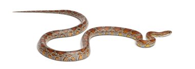 Miami yılan ya da red rat snake, beyaz arka plan önünde pantherophis guttatus Mısır