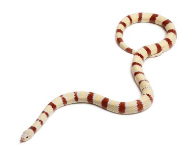 Albinos Kingsnake, Lampropeltis ruthveni, in front of white background clipart