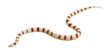 Albinos Kingsnake, Lampropeltis ruthveni, in front of white background clipart