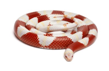 Albinos milk snake or milksnake, Lampropeltis triangulum nelsoni, in front of white background clipart