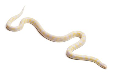 Albinos abberant eastern kingsnake or Common kingsnake, Lampropeltis getula californiae, in front of white background clipart