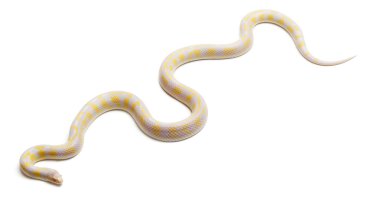 Albino abberant Doğu kingsnake veya ortak kingsnake, beyaz arka plan önünde lampropeltis getula californiae