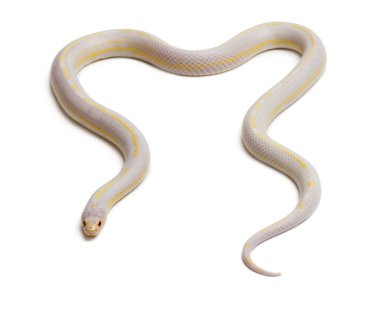 Albinos banana eastern kingsnake or common kingsnake, Lampropeltis getula californiae, in front of white background clipart