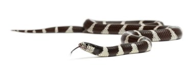 Doğu kingsnake veya ortak kingsnake, beyaz arka plan önünde lampropeltis getula californiae