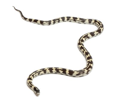 Eastern kingsnake or common kingsnake, Lampropeltis getula californiae, in front of white background clipart