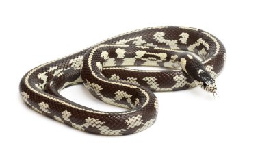 Abberant eastern kingsnake or common kingsnake, Lampropeltis getula californiae, in front of white background clipart