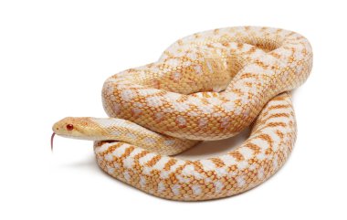 Albinos Pacific gopher snake or coast gopher snake, pituophis catenifer annectans applegate, in front of white background clipart