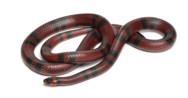 Tangerine Honduran milk snake, Lampropeltis triangulum hondurensis, in front of white background clipart