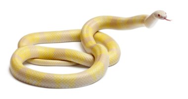 Snow yellow contrast Honduran milk snake, Lampropeltis triangulum hondurensis, in front of white background clipart