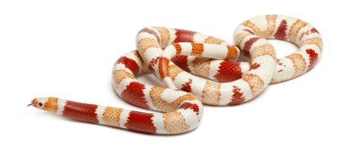 Albino Honduras süt yılanı, beyaz arka plan önünde lampropeltis triangulum hondurensis