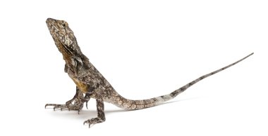 fırfır yakalı kertenkele olarak da bilinen frilled kertenkele, beyaz arka plan önünde chlamydosaurus kingii