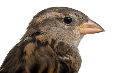 kadın evin sparrow, passer domesticus, 4 ay yaşlı, beyaz arka plan