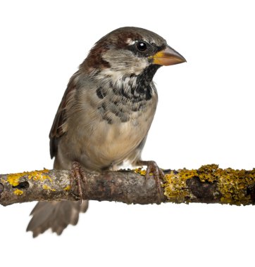 erkek evi sparrow, passer domesticus, 4 ay yaşlı, beyaz arka plan