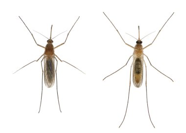 Common house mosquito - Culex pipiens clipart