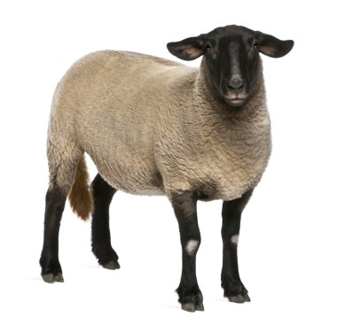 Female Suffolk sheep, Ovis aries, 2 years old, standing in front of white background clipart