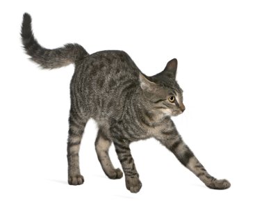 korkmuş karışık-breed kedisi felis catus, 6 ay yaşlı, beyaz arka plan duran