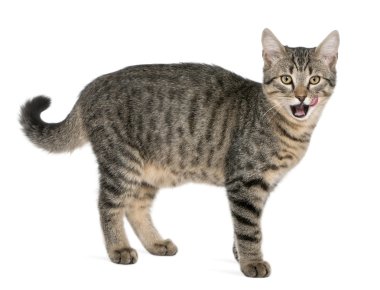 Mixed-breed cat, Felis catus, 6 months old, standing in front of white background clipart