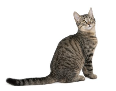 karışık-breed kedisi felis catus, 6 ay yaşlı, beyaz arka plan oturuyor.