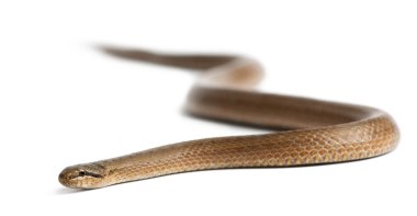 Smooth snake, Coronella austriaca, in front of white background clipart